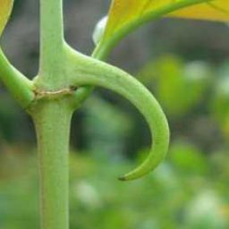 Planta pode ser esperança no tratamento de sintomas do câncer