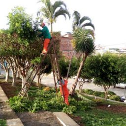 Prefeitura de Gandu realiza obras de recuperação de calçamento e poda de árvores na cidade.