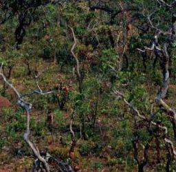 Estudo prevê extinção de 1/3 de espécies nativas do Cerrado em 30 anos