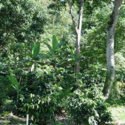 Evento marca lançamento do Parque Científico e Tecnológico do Sul da Bahia e inauguração do Centro de Inovação do Cacau