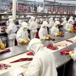 PF acha carne podre à venda e cumpre 38 prisões em operação