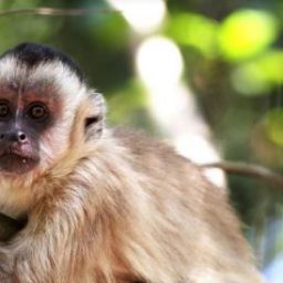 Salvador tem 4 mortes de macacos por febre amarela