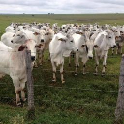 Carne Fraca tem impacto maior no mercado interno, diz Cepea