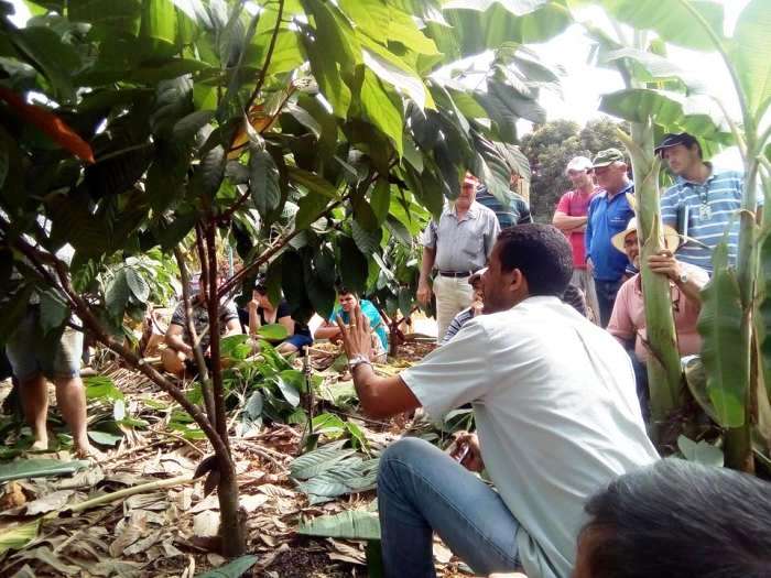 ES: Agricultores participam de demonstração de método de poda de cacau