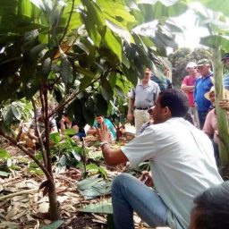 Governo quer plantar cacau em áreas degradadas da Amazônia