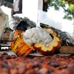 Ilhéus discute em Salvador implantação da “Estrada do Cacau e do Chocolate”