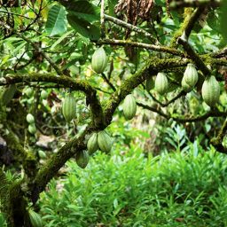 Safra temporã ainda não acontece na Bahia