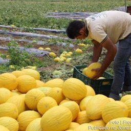 Suspensão de liminar permitirá expansão da produção Agrícola na Bahia.