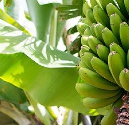 Bahia se torna maior produtor nacional de bananas