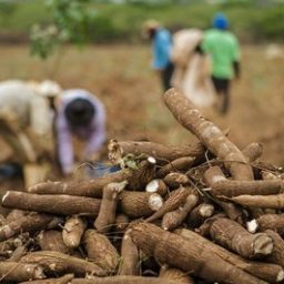 Mandioca desenvolvida na Bahia é mais produtiva