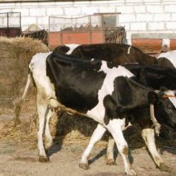 Brasil é 1º a aderir vacinas contra febre aftosa na América Latina