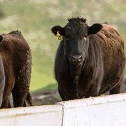 Fazenda dá chocolate a vacas para obter melhor bife