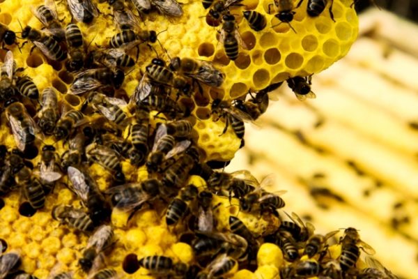 Remédio inédito contra veneno de abelha é desenvolvido pelo Brasil