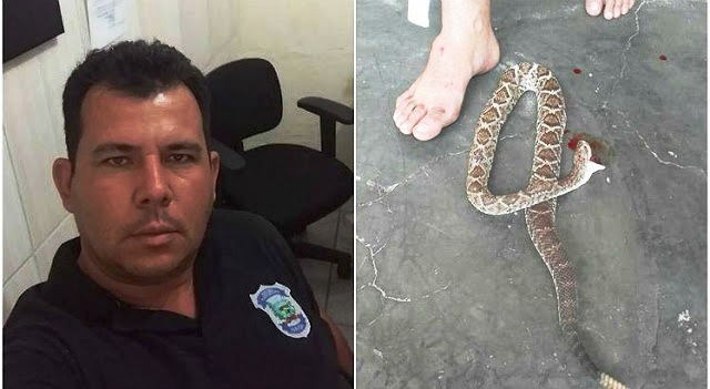 INUSITADO: Vereador mata a dentadas cascavel que o atacou