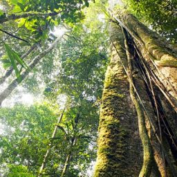 Temer libera reserva na Amazônia para exploração