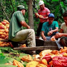Mercado de cacau de qualidade anima produtores do Sul da Bahia