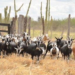Bahia se destaca com os maiores efetivos de caprinos, ovinos e alevinos do país