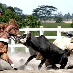 Janot aponta crueldade a animais e pede suspensão de normas que autorizam vaquejada