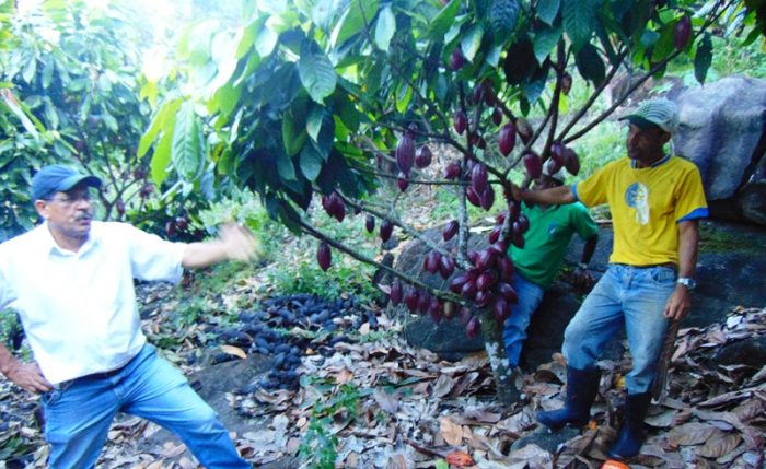 Cacauicultura projeta Gandu entre os maiores produtores na Bahia