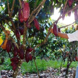 Cacau sustentável é esperança para ‘salvação da lavoura’ na Bahia