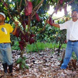 Governo da Bahia define novo modelo de cultivo do cacau cabruca