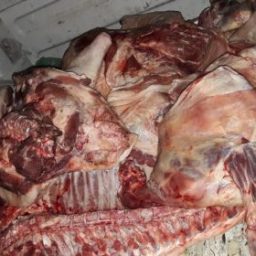 Mais de duas toneladas de carne clandestina são apreendidas no interior da Bahia