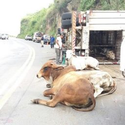 Carreta carregada de gado tomba na BR-101 e animais ficam espalhados na pista