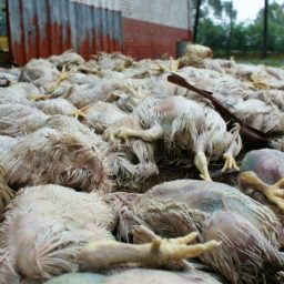 Abastecimento de carne pode levar até 2 meses para ser normalizado após a greve