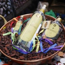 Ilhéus: Agrônomo lança a cachaça de cacau durante o Festival do Chocolate