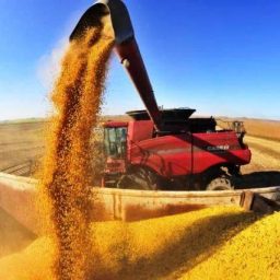 Bahia deve bater novo recorde na produção de grãos