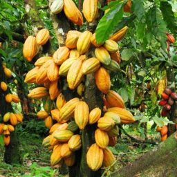Mandioca e cacau paraenses são destaques no Levantamento de Produção Agrícola do IBGE