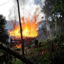 Polícia destrói plantação com mais de 5 mil pés de maconha em Gandu