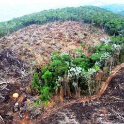 Desmatamento na Amazônia cresce 14% e é o maior desde 2008