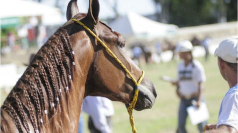 Fenagro 2024 contará com mais de 2.200 animais e reforça a importância do setor agropecuário da Bahia