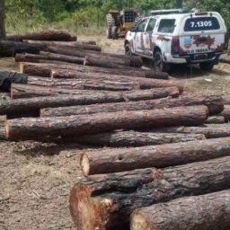 Onze pessoas são presas por desmatamento ilegal