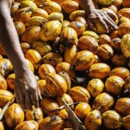 Índios brasileiros apostam em cacau especial, chamado de ‘fruta dourada’, para fazer chocolates finos