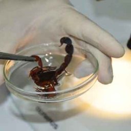 Escorpião vence o câncer: veneno do aracnídeo pode ajudar no tratamento da doença