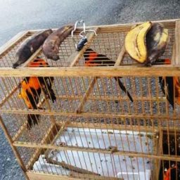 PRF flagra crime ambiental e resgata animais silvestres escondidos em caminhão de carga