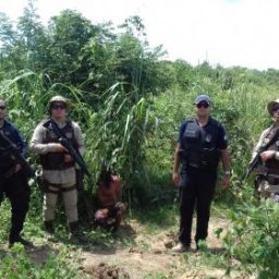 Polícia encontra 100 pés de maconha camuflados em plantação de milho em Paratinga