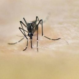 Bahia registra aumento de 281% nos casos de dengue em 2019