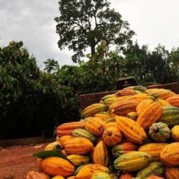 Emater-MG e agricultores investem na produção sustentável de cacau