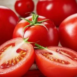 IBGE estima aumento de 20% em safra de tomate da Bahia em 2019