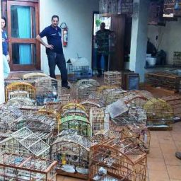 Operação Voo Livre flagra crimes ambientais e resgata 575 animais silvestres na região sul da Bahia