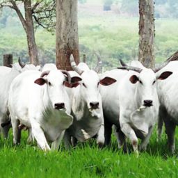 Arroba do boi sobe 34,04% no mês, fecha a R$ 228,80 e o Kg bate nos R$ 16