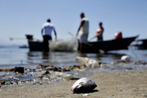 Praias baianas atingidas por óleo registram redução de 47% de espécies marinhas, diz Ufba