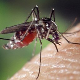 Brasil bate recorde de mortes por dengue em 2023, País pode ter 5 milhões de casos neste ano