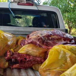 Jequié: Polícia Civil descobre abatedouro clandestino de cavalos; carne era vendida na região como bovina