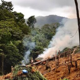 Polícia localiza 5 mil pés de maconha na zona rural de Teolândia