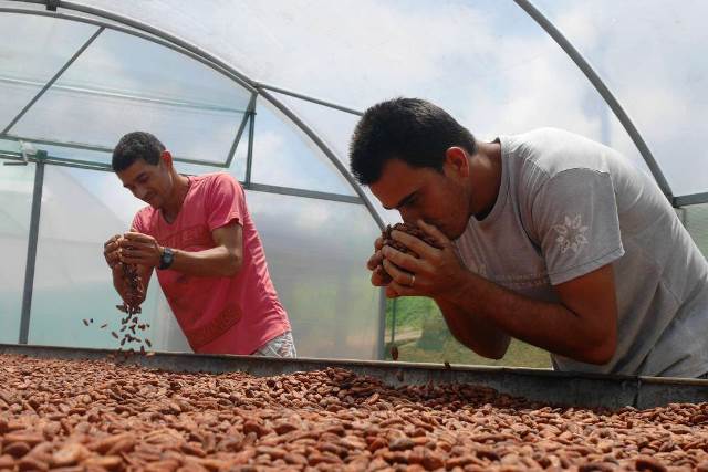 Cacau orgânico tira pequenos agricultores da pobreza no Brasil
