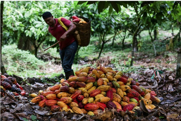 Cacau orgânico tira pequenos agricultores da pobreza no Brasil